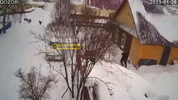 В Первомайском районе Новосибирска на ребёнка напала стая бездомных собак. ВИДЕО