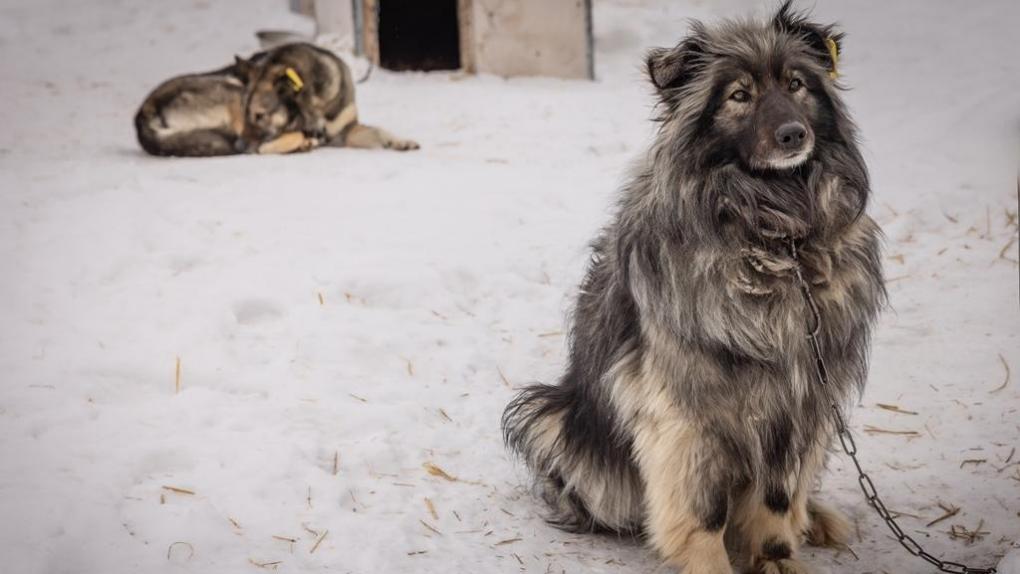 Омский приют для животных ищет добрых и выносливых сотрудников