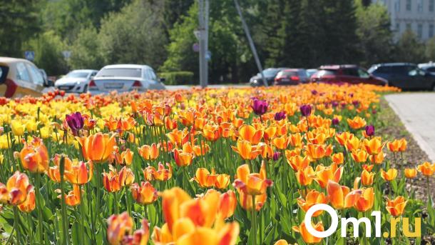 В Омской области в начале июня установится жара до +32 градусов