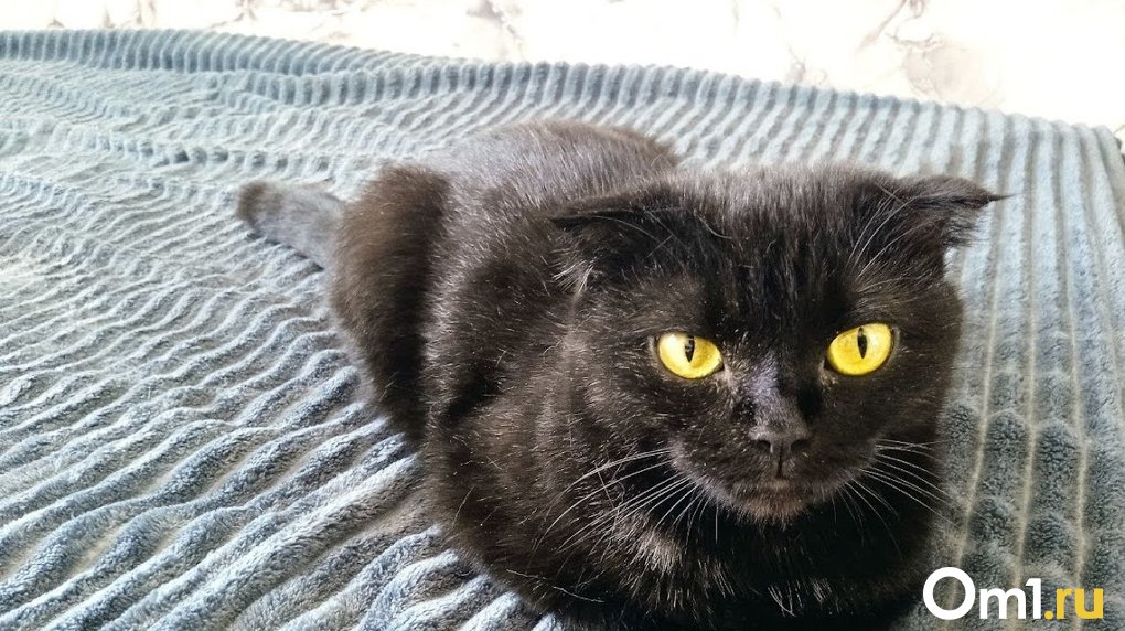 Карантин по бешенству введён в Омске: смертельной болезнью заразился кот
