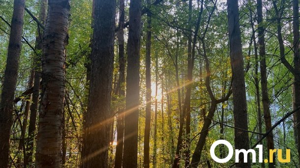 В Новосибирске 4 июня был побит температурный рекорд за несколько лет