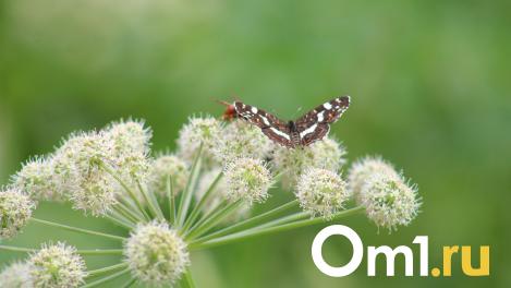 К Омску приближается невыносимая жара: температура подскочит до +34 градусов