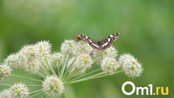 К Омску приближается невыносимая жара: температура подскочит до +34 градусов