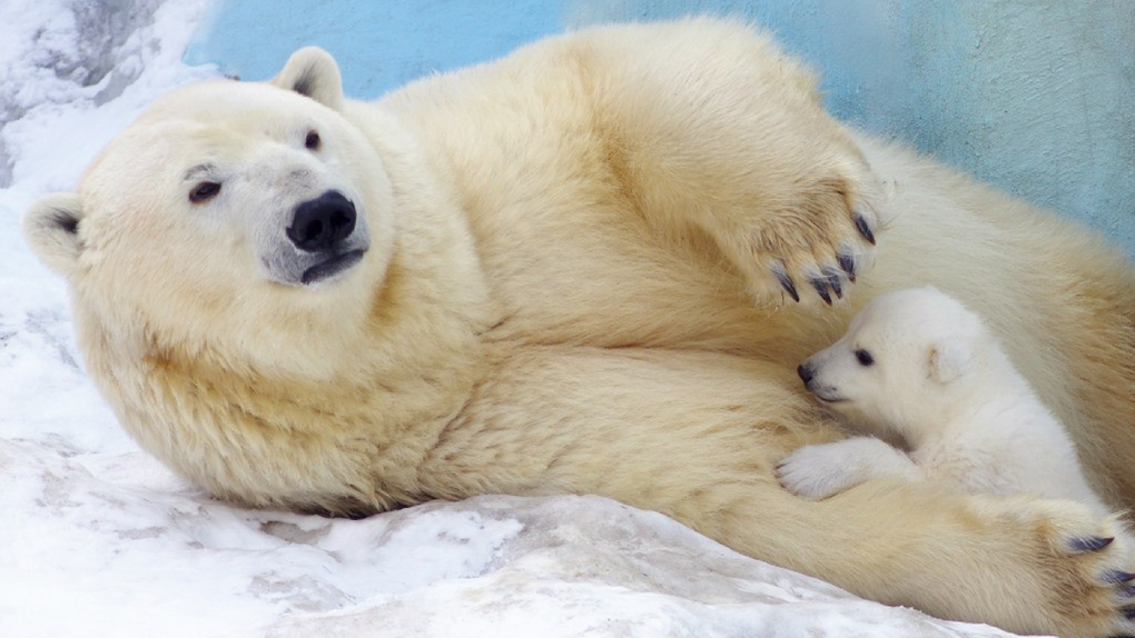 Вольер белых медведей в Новосибирском зоопарке оградили — в семье косолапых возможно пополнение