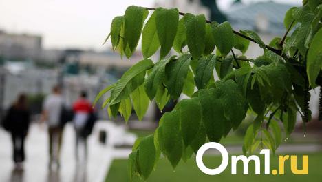 В Новосибирске дождливая погода задержится надолго