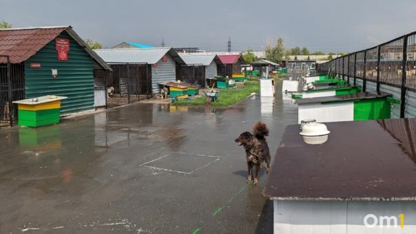 В Омской области поймали 90 собак, нападавших на людей
