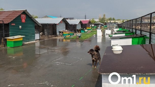 В Омской области поймали 90 собак, нападавших на людей