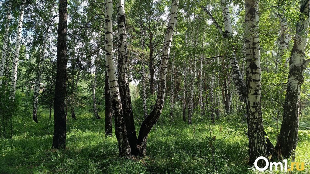 Омского владельца пилорамы подозревают в незаконной вырубке леса
