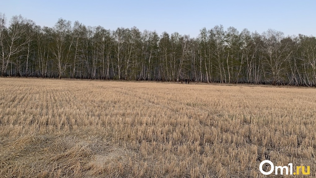 В Омской области собрали 2 миллиона тонн зерна