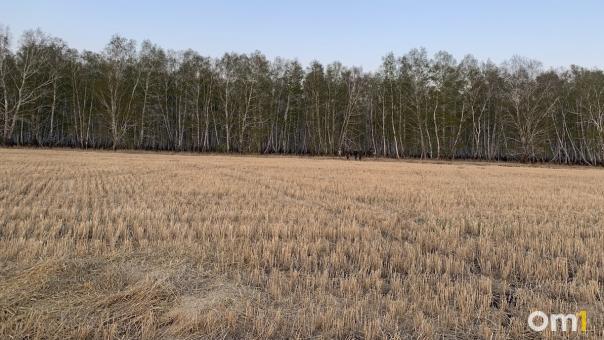 В Омской области собрали 2 миллиона тонн зерна