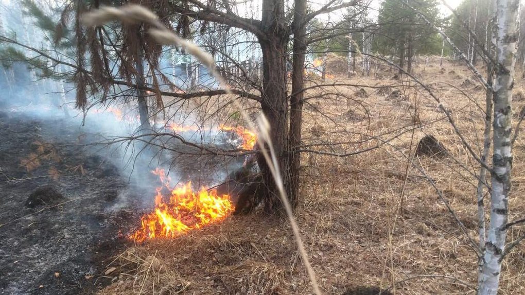 В Новосибирске жительница Академгородка спасла лес от пожара