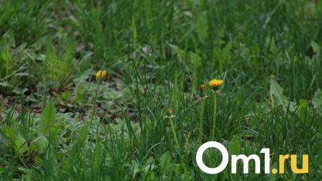 Болезнь Лайма: врачи рассказали, какие симптомы могут появиться после укуса клеща