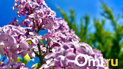 Какого цвета лето? Показываем, что цветёт в Омске в конце мая