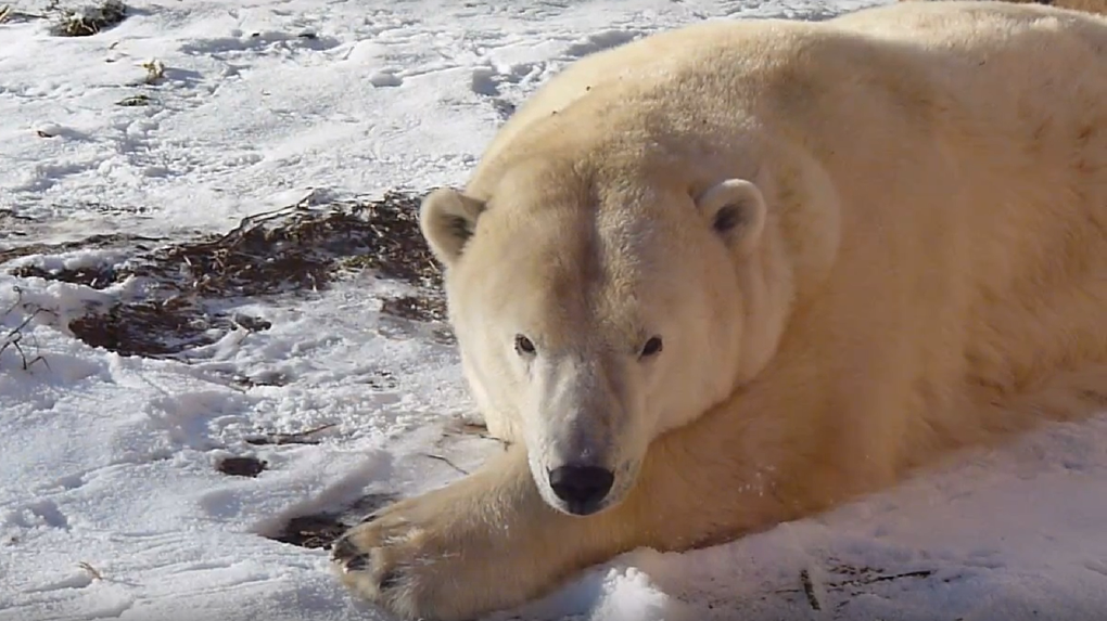 Зевает и ласково смотрит: посмотрите на белую медведицу Забавушку из Большереченского зоопарка