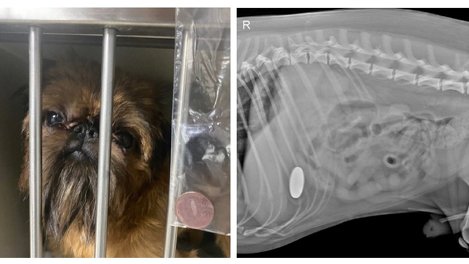 В Новосибирске из собаки породы гриффон вытащили 10-рублёвую монету