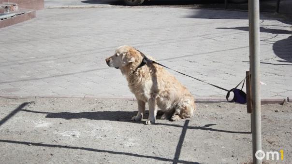 Омичи пожаловались на девочку, которая била свою собаку