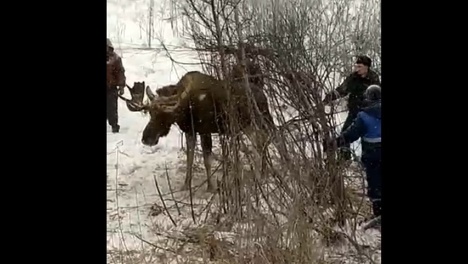 Усталость и шок. На видео попали кадры удивительного спасения лося из опасной ловушки
