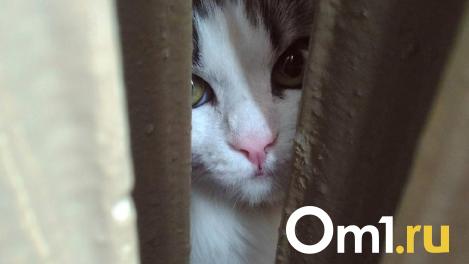 Новосибирские спасатели вытащили кошку из электрощитка: детали операции