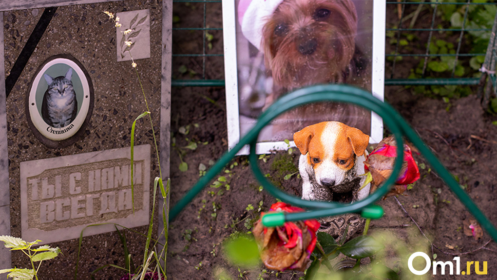 «Как будто захоронения младенцев»: фоторепортаж с таинственного кладбища домашних животных в Новосибирске