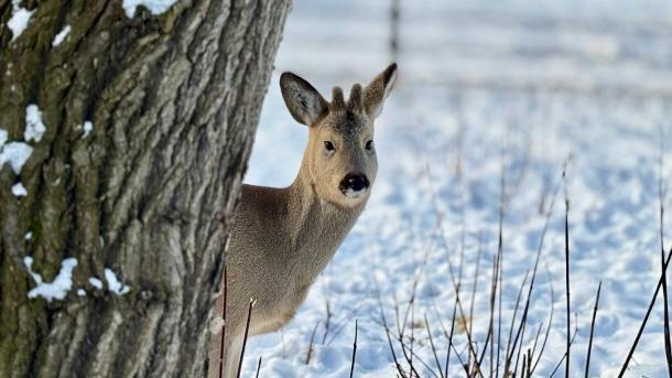 В Большереченском зоопарке показали подросшего телёнка косули