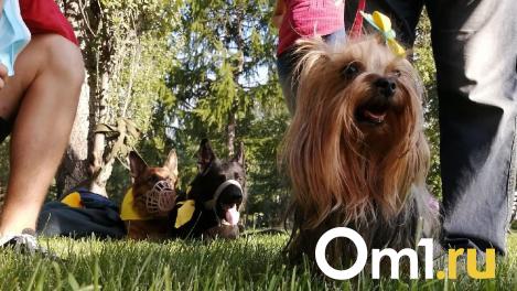 В Омске собака задохнулась в переноске в очереди на стрижку