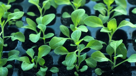 Омский фермеров и садоводов приглашают принять участие в ярмарке рассады «Весенний сад»