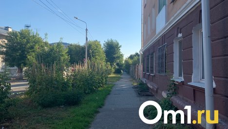 В центре Омска на Интернациональной вырубили деревья