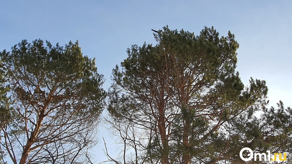 Tree 200. Большое дерево в Омске. Омск памятник дерево.