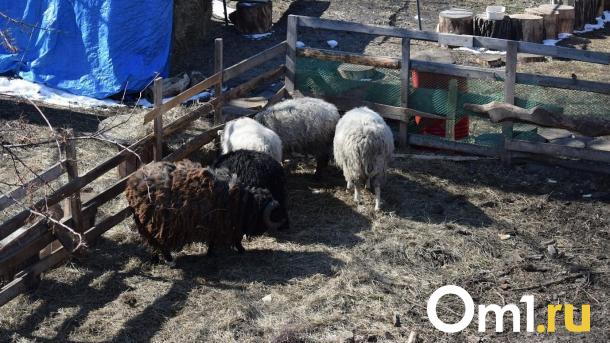 Начинающие фермеры Омской области получат 66 миллионов рублей