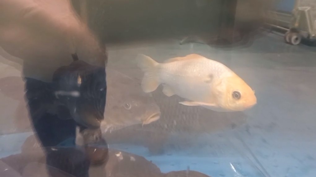 В аквариум омского магазина попал декоративный карп