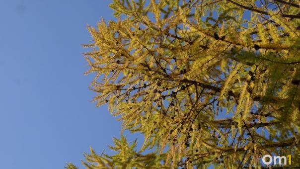 Солнечная и тёплая погода вернётся в Новосибирск в ближайшие выходные