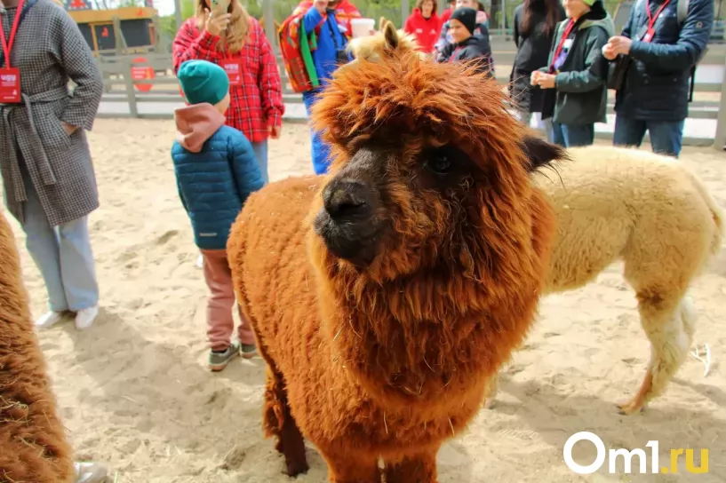 Изображение фоторепортажа