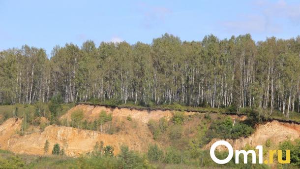 В Омской области нашли необычные и редкие грибы