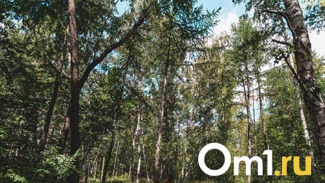 За сутки в шести районах Омской области потушили лесные пожары площадью более 307 га