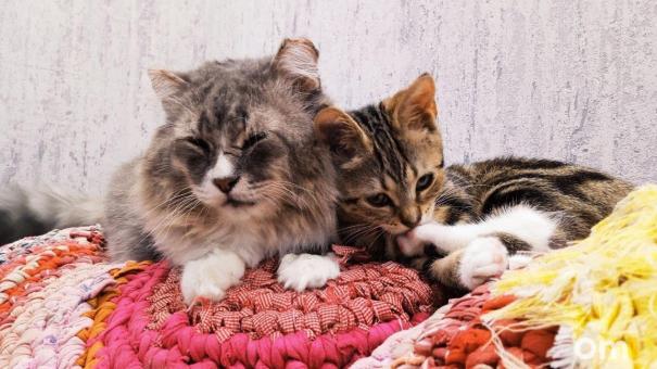 Приставы заставили омичку выселить из квартиры десять кошек