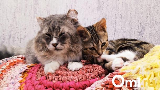 Приставы заставили омичку выселить из квартиры десять кошек