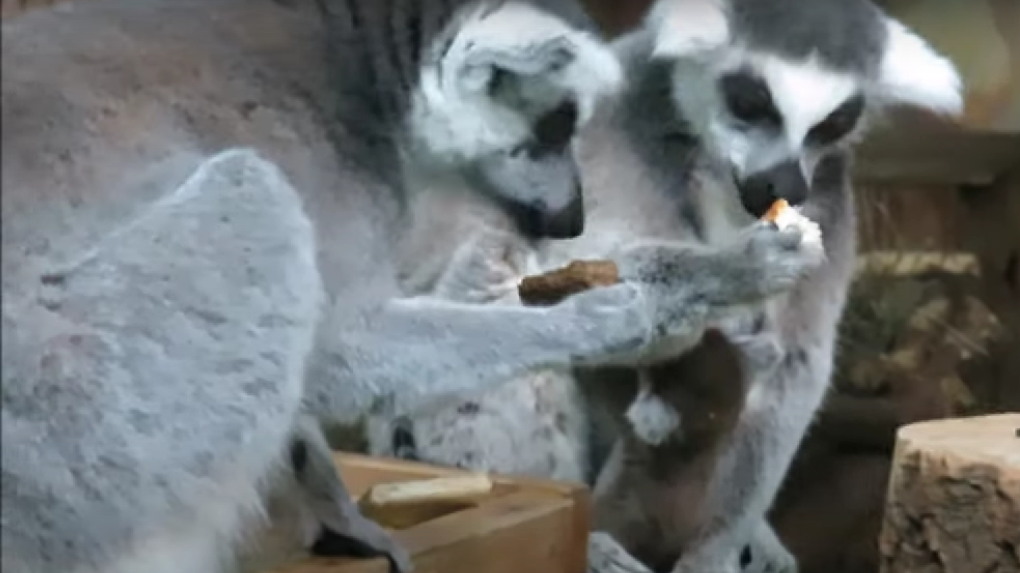 Новорождённого лемура в зоопарке сняла на видео новосибирский фотограф