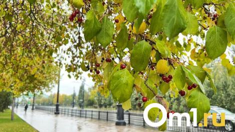 Дожди и похолодание до +9: в Омске озвучили прогноз погоды на выходные