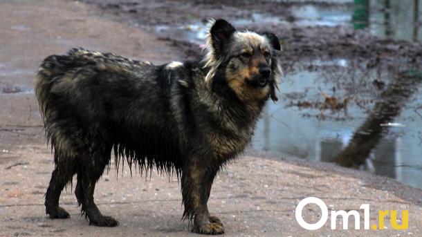 Бездомных животных в Омске предлагают массово умерщвлять