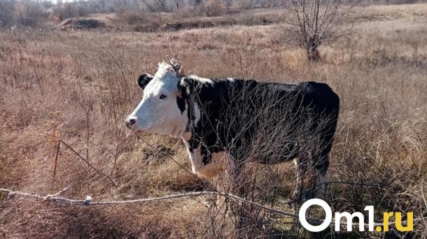 Поголовье коров сократилось на 10 % в Новосибирской области