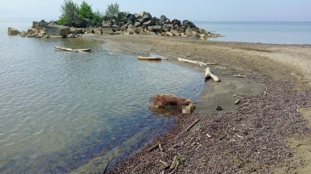 Мёртвую косулю заметили в Обском водохранилище в Новосибирске. ФОТО