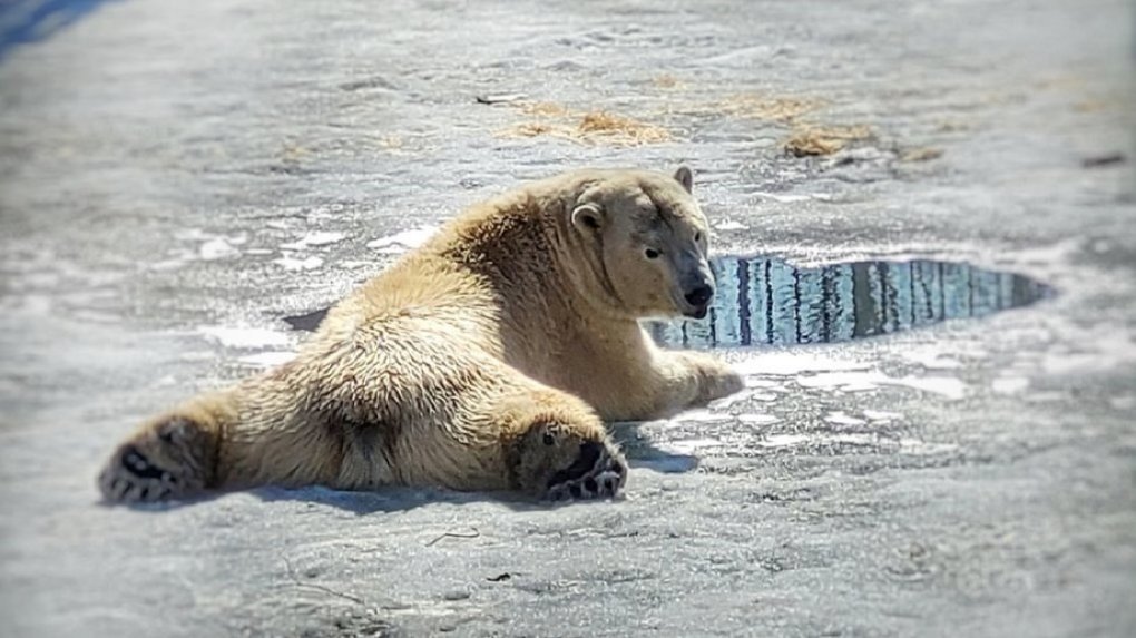В Большереченском зоопарке подыскивают белого медведя вместо умершей Забавы