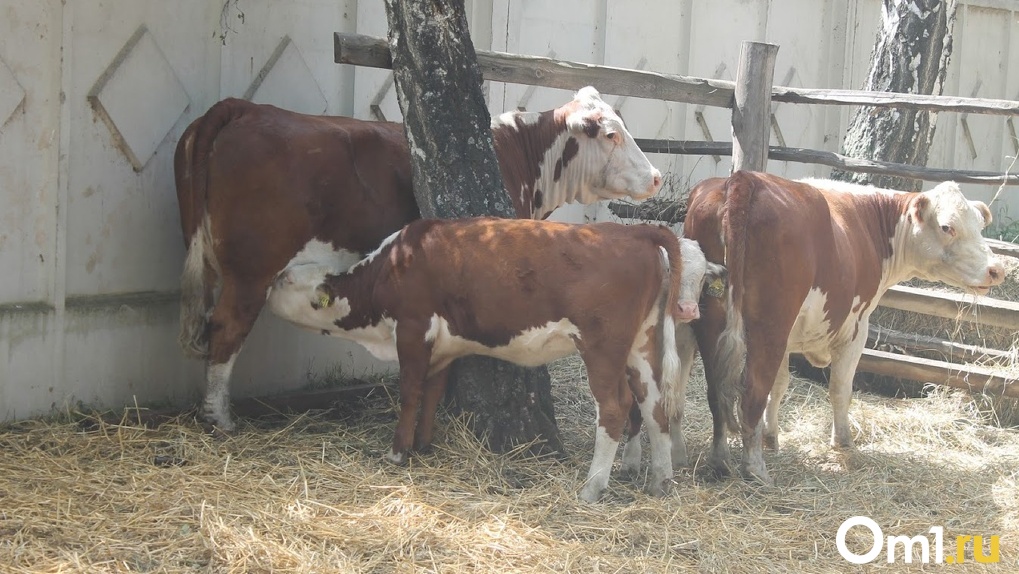 «Это самая массовая смерть животных». В Омской области сотни коров отравились химикатами