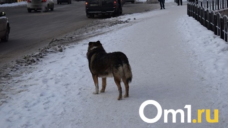 Как решить проблему бездомных животных? Мнение новосибирского ветеринара