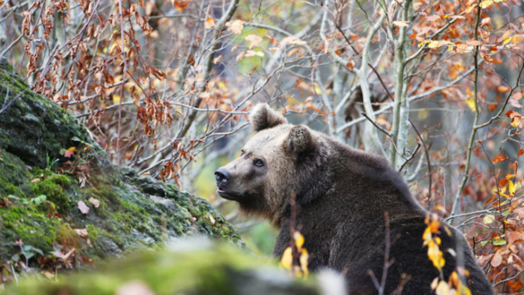 Опасного медведя разрешили застрелить охотникам в Новосибирской области