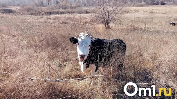 На двух фермах Омской области ввели карантин из-за опасного вируса