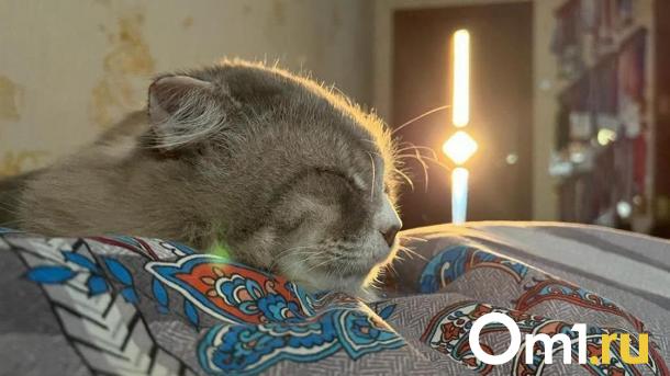 Омичам назвали даты, когда в городе установится стабильная плюсовая температура