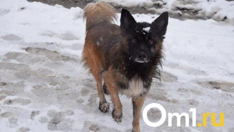 В омской мэрии прокомментировали ситуацию с нападением бездомных собак на подростка