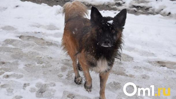 В омской мэрии прокомментировали ситуацию с нападением бездомных собак на подростка