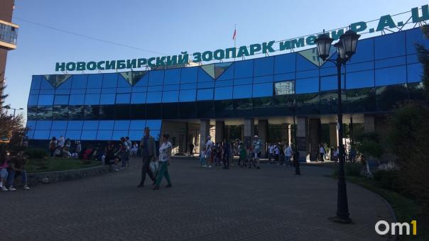 Директор Новосибирского зоопарка пересчитает голоса за имена медвежат